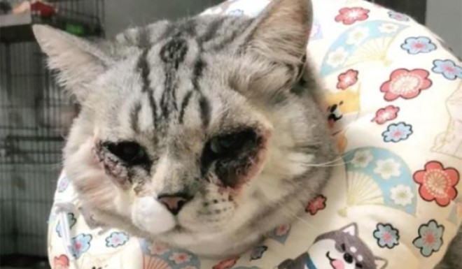 A Chinese Cat Was Forced Through Cosmetic Surgery Or Was It