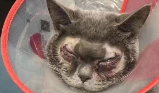 A Chinese Cat Was Forced Through Cosmetic Surgery Or Was It