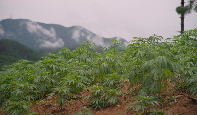 A cannabis farm that supplies dried leaves to Pan Zongbing's CBD factories.