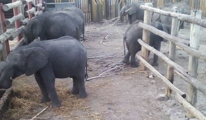 This photo provided by the Humane Society International/Africa shows young elephants held in the Hwange Game Reserve in Zimbabwe on October 18, 2019.