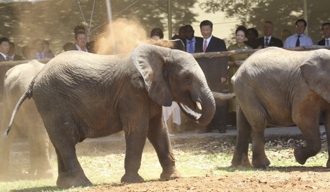Chinese President Xi Jinping, center, admires elephants at a private game park in Harare, Zimbabwe in 2015.
