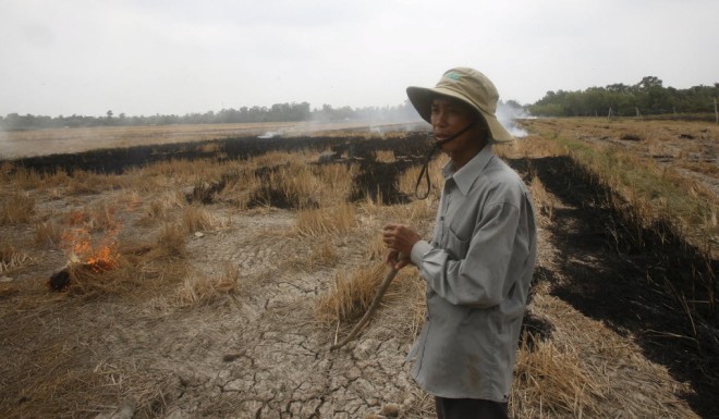 A Vietnamese farmer burns dried up rice in a drought-stricken paddy field. 