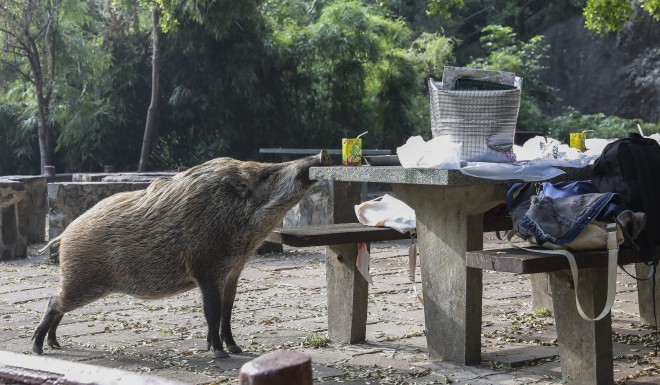 AFCD explains why feeding HK's wild animals harms them and endangers people - YP | South China Morning Post AFCD explains why feeding HK's wild animals harms them and endangers people - YP | South China Morning Post