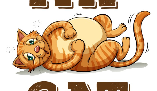 50 Cat Idioms and Phrases - Owlcation
