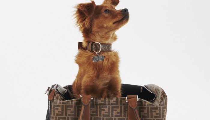 LOUIS VUITTON Dog Collar Monogram Canvas Leather Gold Hardware w/Accessories