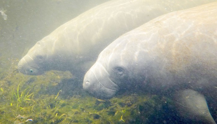 Florida plants seagrass to restore natural habitat for manatees | South