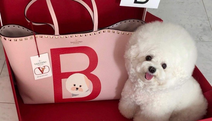 Valentino hot sale pet bag