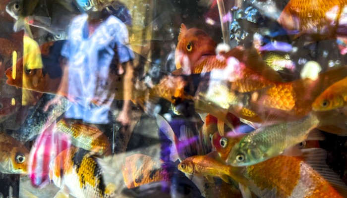 The iPhone at 15: the world through a phone camera South China