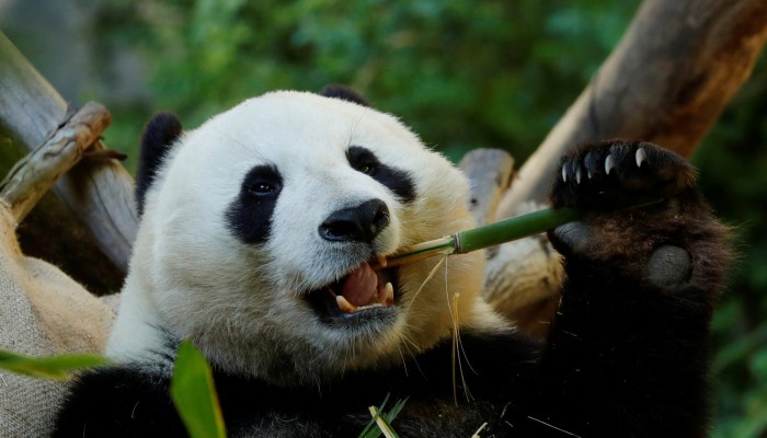 Giant panda's false thumb developed at least six million years ago