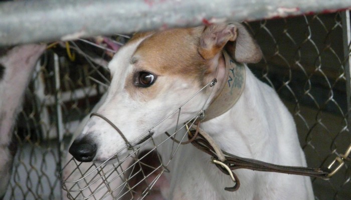 How one dog helped end the cruel sport of greyhound racing in Macau