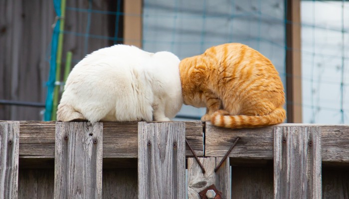 Furry Friends On A Mission To Melt Your Heart Craigslist Columbia Sc