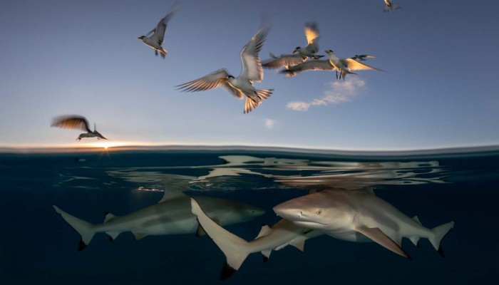 Winners of European Wildlife Photographer of the Year 2022 | South ...