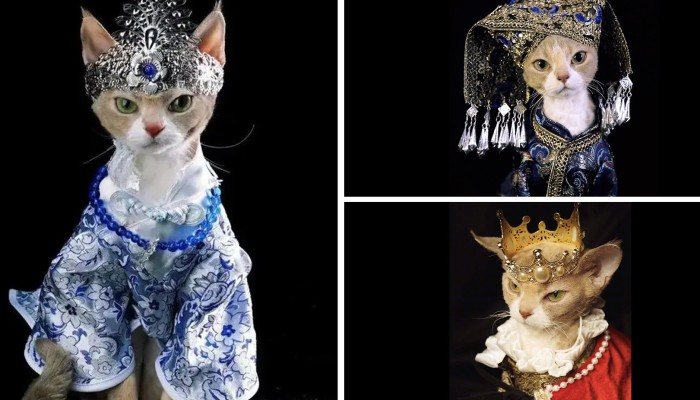 It's so beautiful': Chinese woman dresses pet cat in elaborate