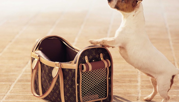 4 luxury brands to twin with your pampered pooch: from Louis