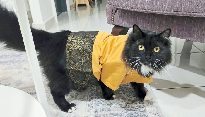 Malaysian cat owner decks up pets in Eid costumes as rising