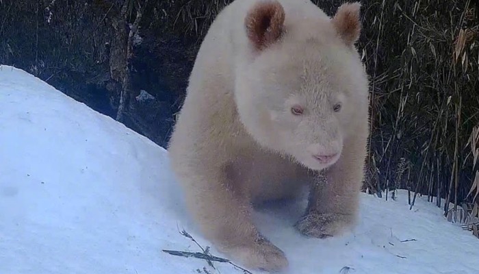 しろくま Rare albino giant panda spotted again at China's Wolong natural