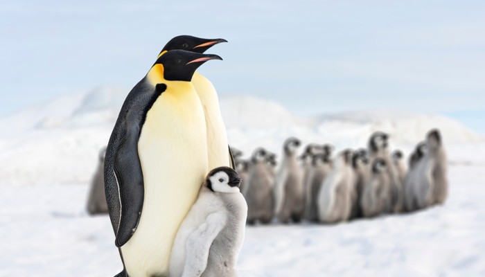 Antarctica emperor penguin chicks decimated by global warming