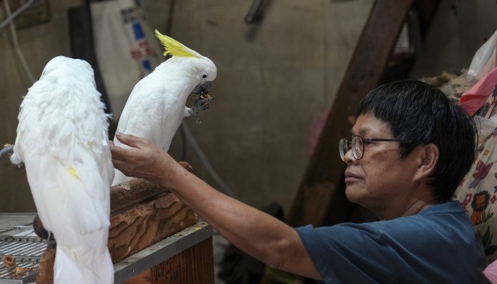 Most Hongkongers back tighter rules for trade in exotic animals ...