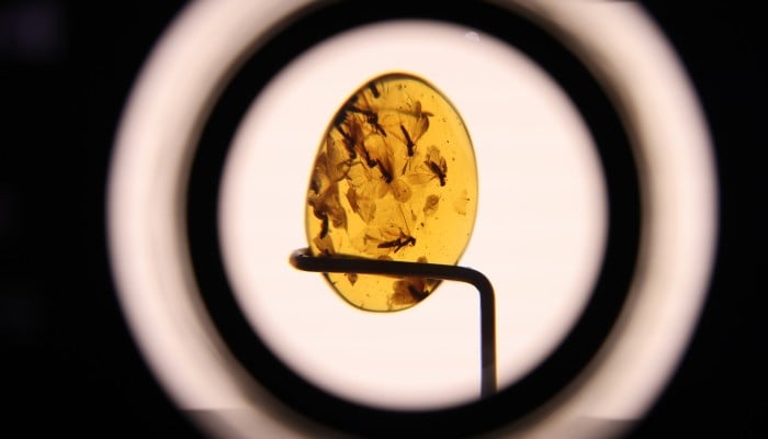 Fossil Specimens Go On Display At Hong Kong Science Museum In New Fossil Specimens Go On Display At Hong Kong Science Museum In New