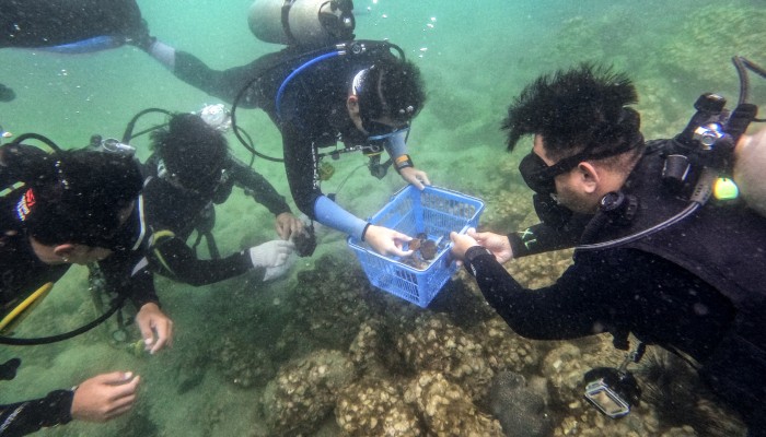 Restoring Hong Kong S Precious Coral Reefs South China Morning Post Restoring Hong Kong S Precious Coral Reefs South China Morning Post