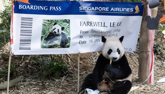 Singaporeans bid 'bittersweet' farewell to China-bound panda cub