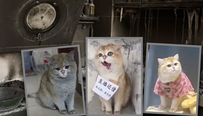 Fire-starting China pet dubbed 'badass cat' after it turns