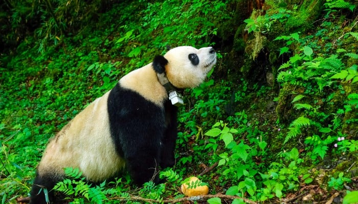 China S Panda Conservation Efforts Look To Protect National Treasure China S Panda Conservation Efforts Look To Protect National Treasure
