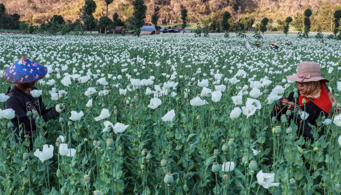 Myanmar opium poppy cultivation hits 10-year high as farmers pushed into  illegal trade | South China Morning Post