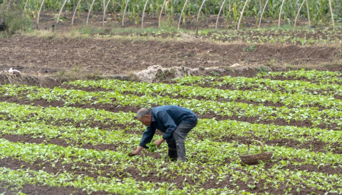 China's rural pensions in focus as lawmakers fight for farmers' fair share  amid income gap | South China Morning Post