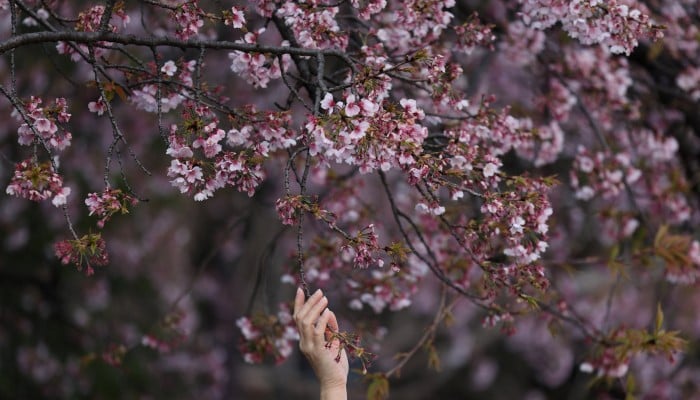 Tokyo’s cherry blossom season kicks off early
