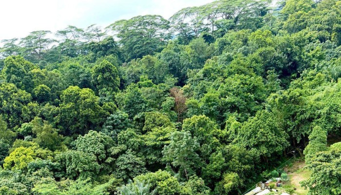 Singapore’s ‘City in Nature’ Vision Faces New Challenges