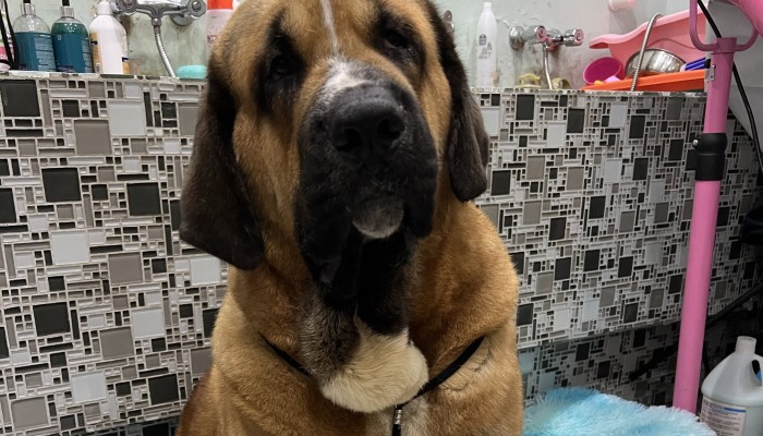 Hong Kong urged to adopt trait-based dog tiers, DNA checks after attacks |  South China Morning Post