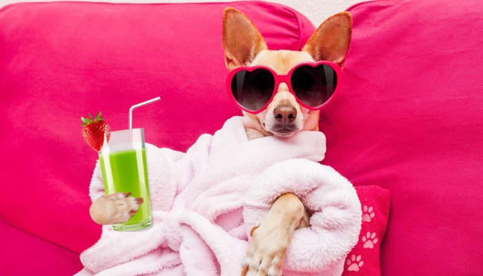 Where in the world are the 5 most outrageous pet pampering destinations South China Morning Post