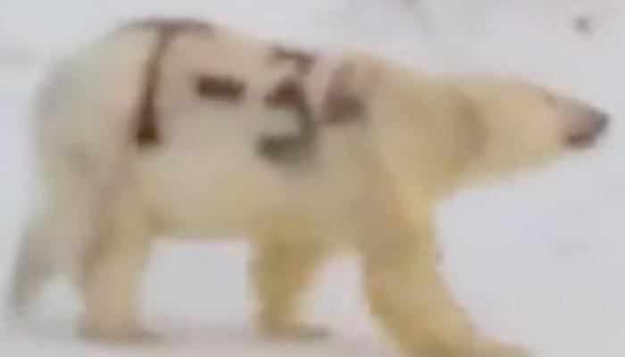 Russian mystery of the 'T-34' polar bear, spray-painted with name