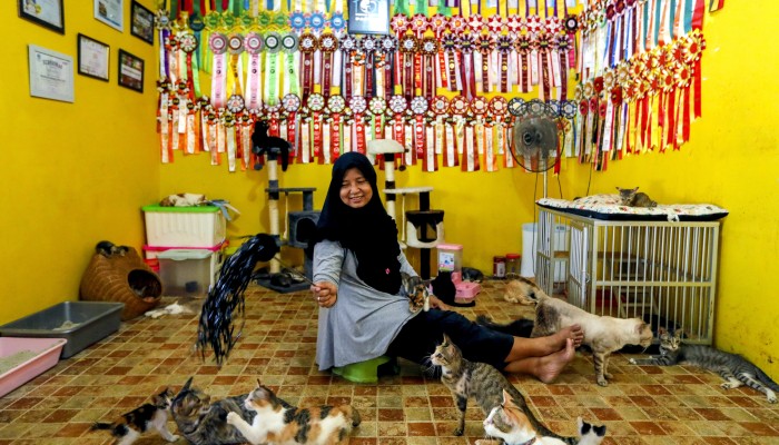 Inside A Cat Shelter In Indonesia South China Morning Post