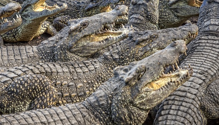 louis vuitton crocodile farm