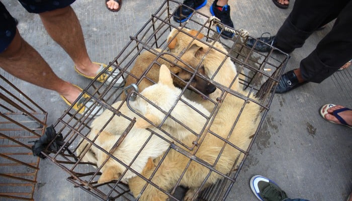 Chinese food cats and dogs sales