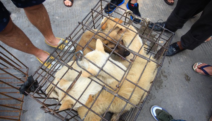 Wallpaper Chinese City Of Shenzhen To Ban Eating Cats And Dogs As Part Of For Android Free