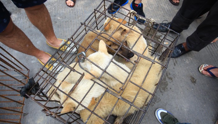 Chinese eat cats top