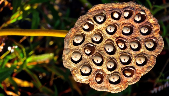 Lotus seeds and fox nuts: superfoods used in Ayurveda and TCM, why they are  good for you and how to eat them  three recipes | South China Morning Post