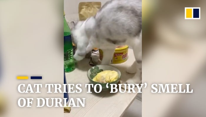 Cat Tries To Bury Smell Of Durian South China Morning Post