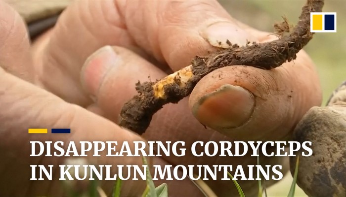 Climate change causes disappearance of fungus more valuable than gold