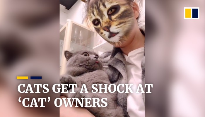 6 Things Your Cat Is Saying To You Youtube