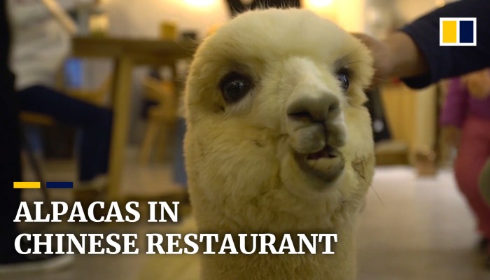 Baby Alpacas In Chinese Restaurant Bring Joy To Customers South China Morning Post