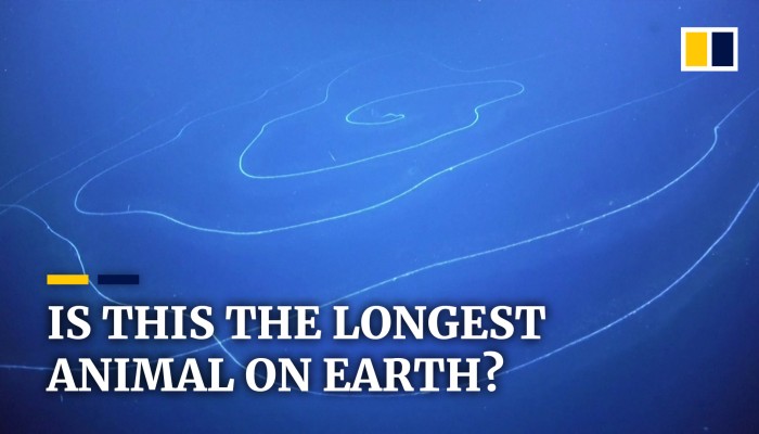 Scientists Discover What May Be The Longest Animal On Earth In Waters Scientists Discover What May Be The Longest Animal On Earth In Waters