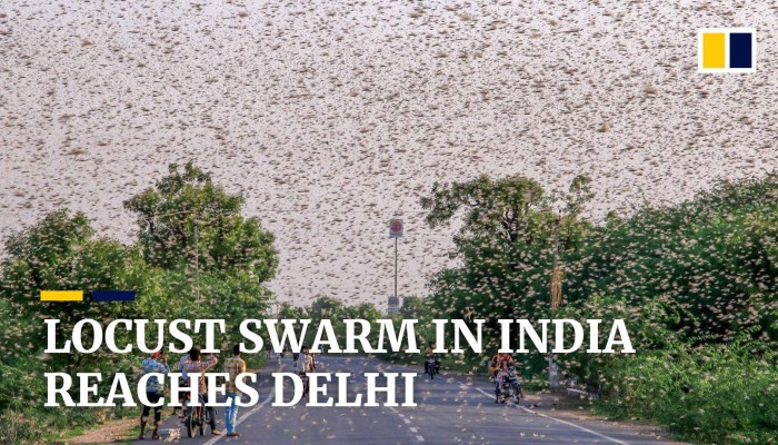 Locusts invade outskirts of India’s capital New Delhi | South China ...