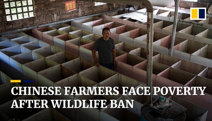 China Raising Rats Chinese rats, cobra farmers face debt and poverty after wildlife ban ...