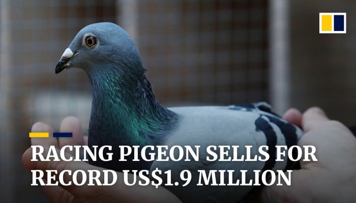 Racing pigeon sells for record US$1.9 million