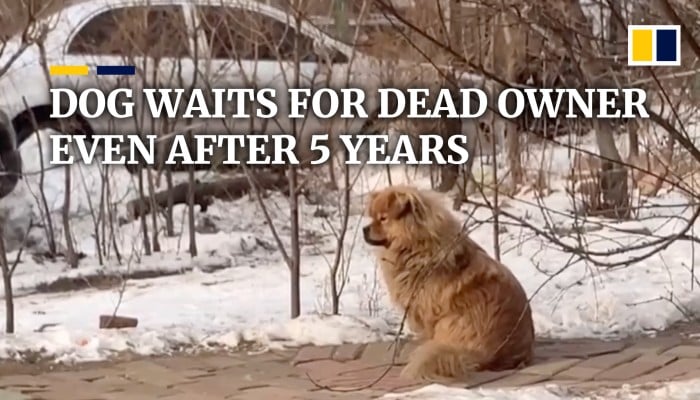 Dog in China waits for its dead owner even after five years | South ...