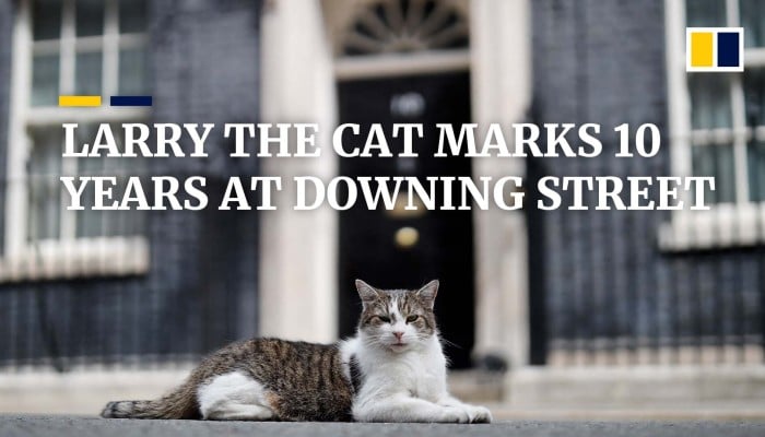 Detailed Larry The Cat Celebrates 15 Years As Downing Street's Chief Mouser | Itv News Landscape in HD